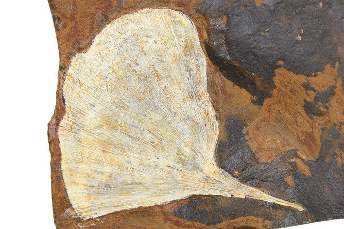 Fossil Ginkgo Leaf From North Dakota - Paleocene #262608